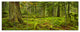 Lush Rainforest in Cathedral Grove, Landscape Canvas Print, 70"x28", 6 Panels