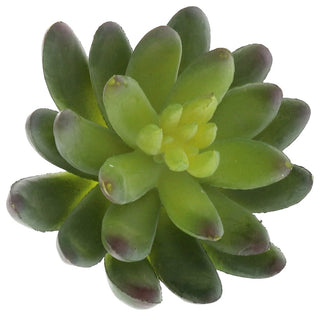 Close-up of succulent on white background.