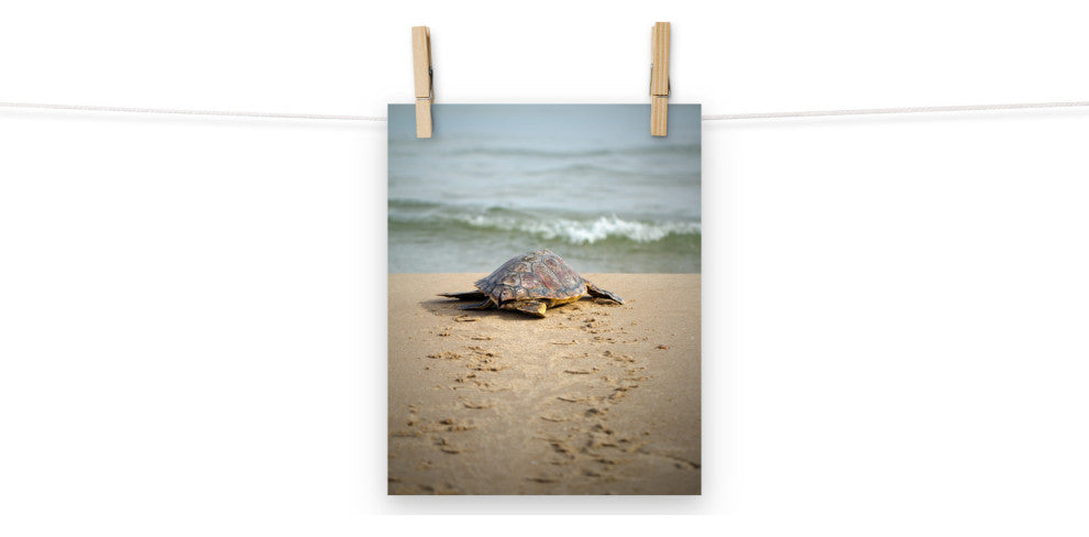 Baby Loggerhead Sea Turtle Beach Ocean Photograph Loose Wall Art Print, 8" X 10"