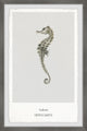 "The Hippocampus" Framed Painting Print, 8x12