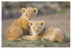 "African Lion cubs, vulnerable, Masai Mara National Reserve" Paper Art, 50"x34"