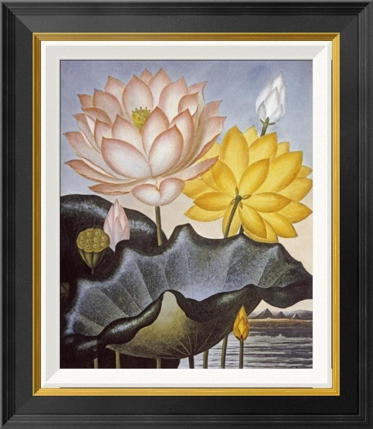 "Sacred Egyptian Bean" Framed Canvas Giclee by Robert John Thornton, 19x22"