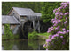 "Rhododendron blossoming at Mabry Mill, Blue Ridge Parkway Paper Art, 38"x27.56"