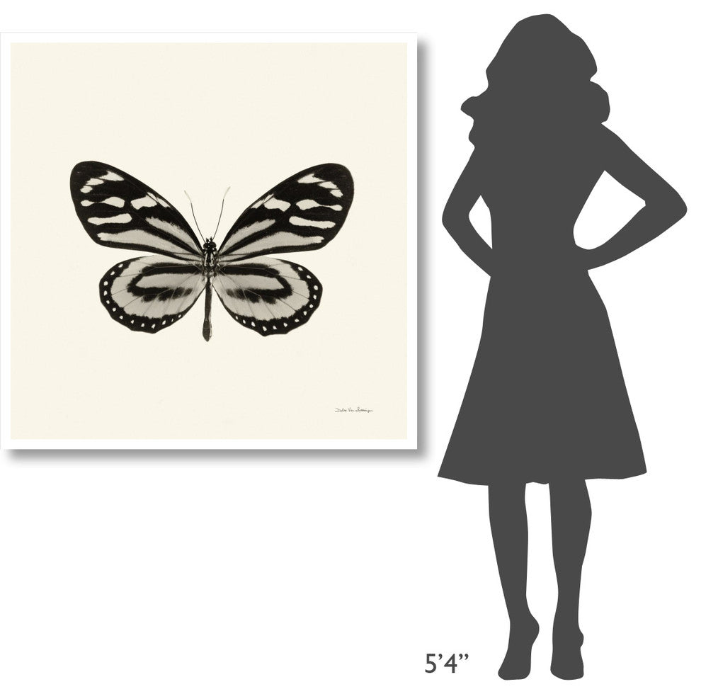 "Butterfly VIII - BW" Digital Paper Print by Debra Van Swearingen, 42"x42"