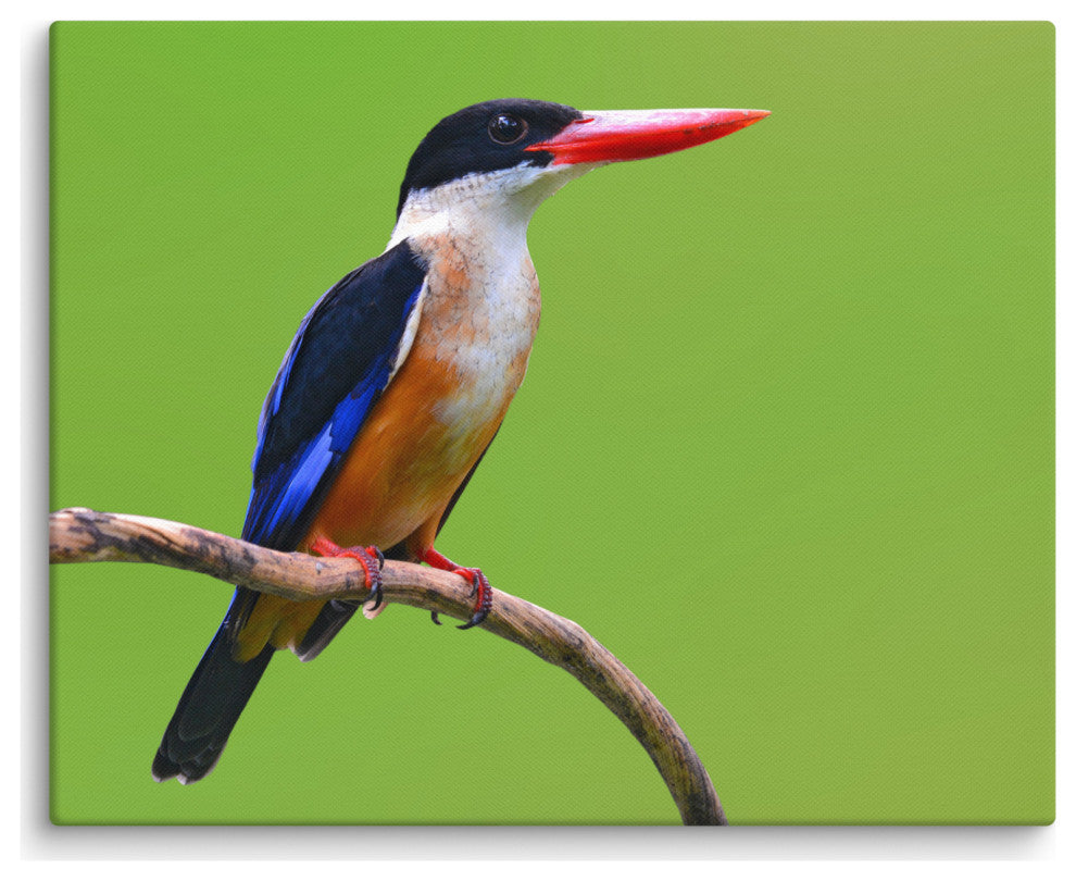 Black Capped Kingfisher Bird on Perch Wildlife Photograph Canvas Wall Art Print, 16" X 20"