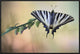 "Chupa Leche" Framed Canvas Giclee by Jimmy Hoffman, 31x21"