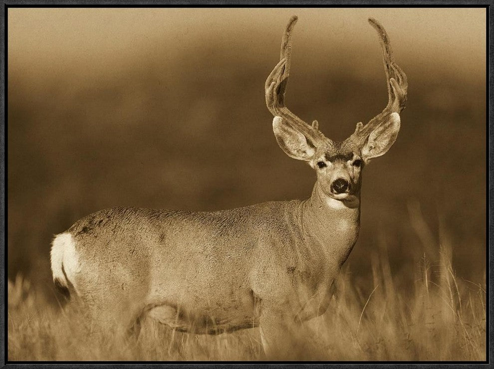"Mule Deer male in dry grass, North America - Sepia"  by Tim Fitzharris, 25x19"