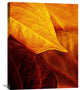 "Leaves" Stretched Canvas Giclee by Luiz Laercio, 24"x30"