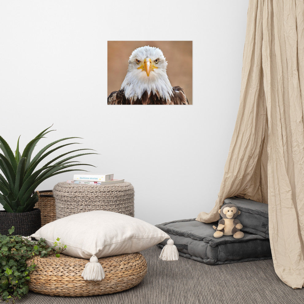 Bald Eagle Portrait Close-up 2 Loose Wall Art Print, 18" X 24"