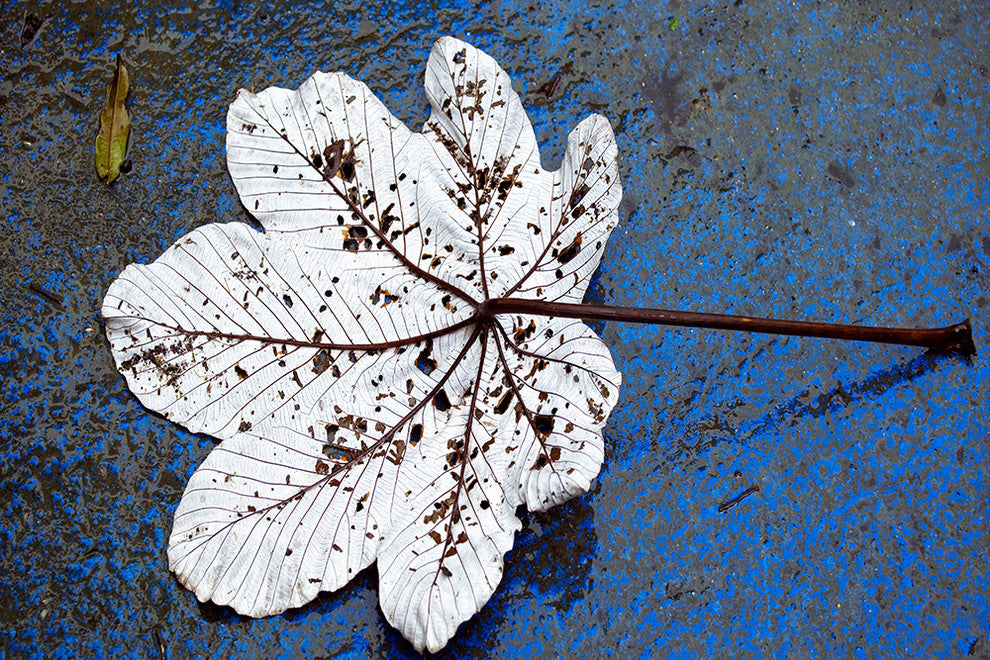 "Fallen" Canvas, 20"x30"