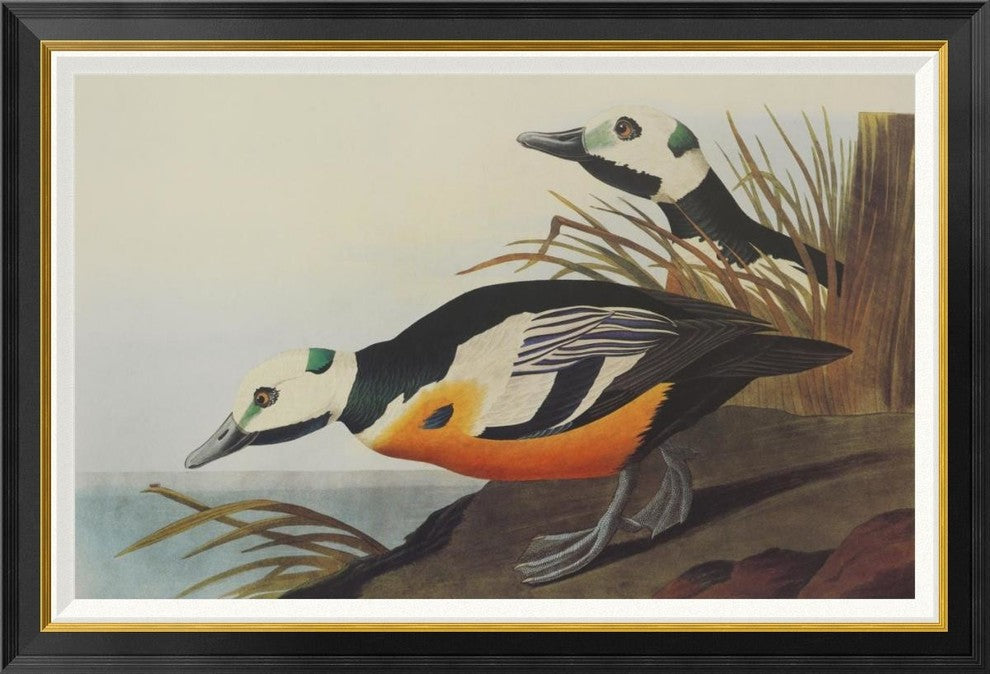 "Western Duck" Framed Canvas Giclee by John James Audubon, 42x29"
