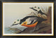 "Western Duck" Framed Canvas Giclee by John James Audubon, 42x29"