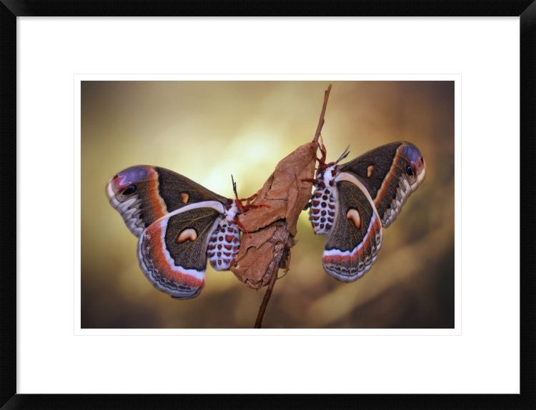 "Robin Moths" Framed Digital Print by Jimmy Hoffman, 26"x20"