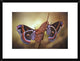 "Robin Moths" Framed Digital Print by Jimmy Hoffman, 26"x20"