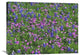 "Sand Bluebonnet And Pointed Phlox" Artwork, 32" x 24"