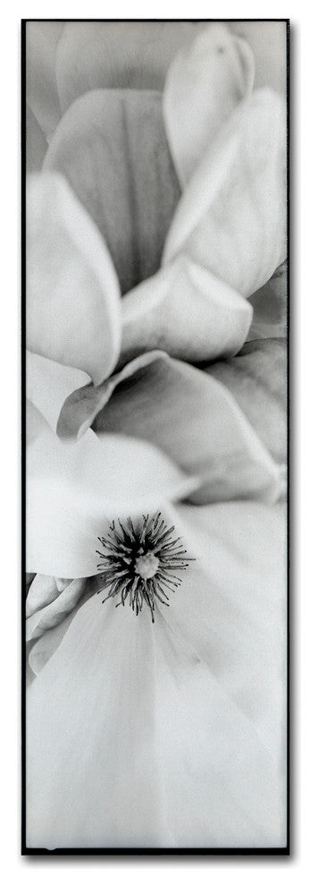 Alan Blaustein ''Magnolia II'' Canvas Art, 6x19