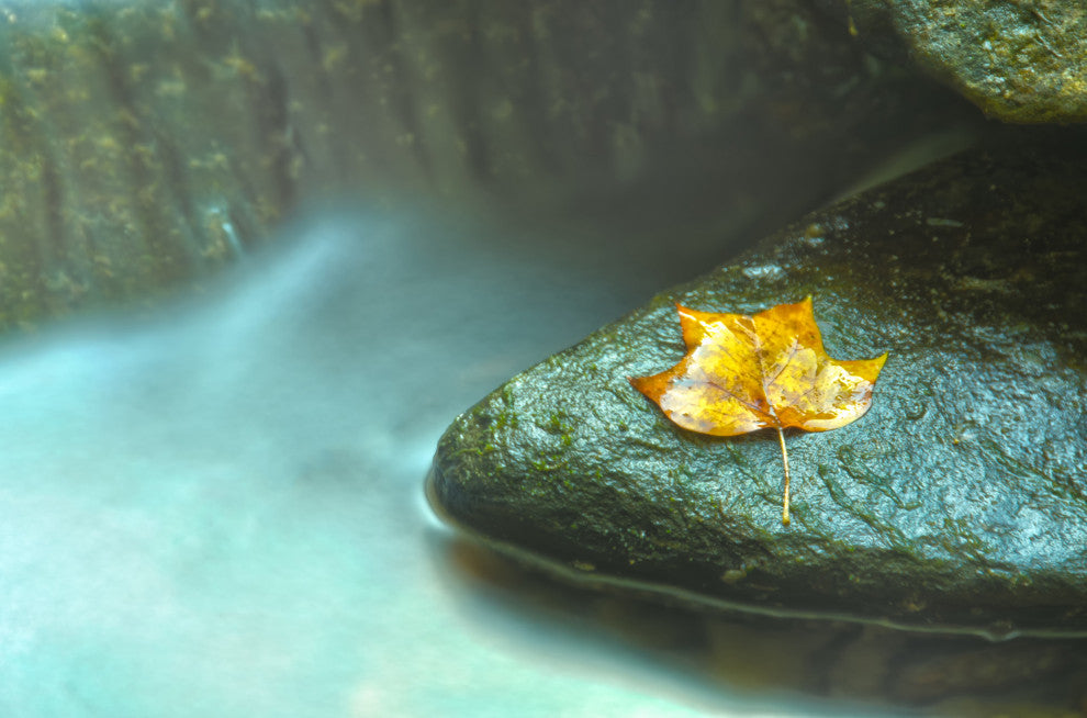 Misty Leaf Nature Photography, Botanical Unframed Wall Art Print, 8" X 10"