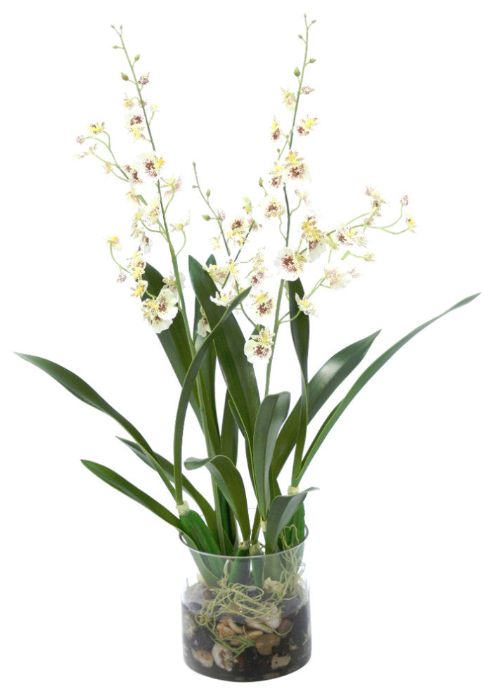 White Oncidium Orchid Rock Garden in Cylinder