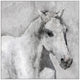 "Gray Elegant Horse" Floater Framed Painting Print on Canvas, 20"x20"