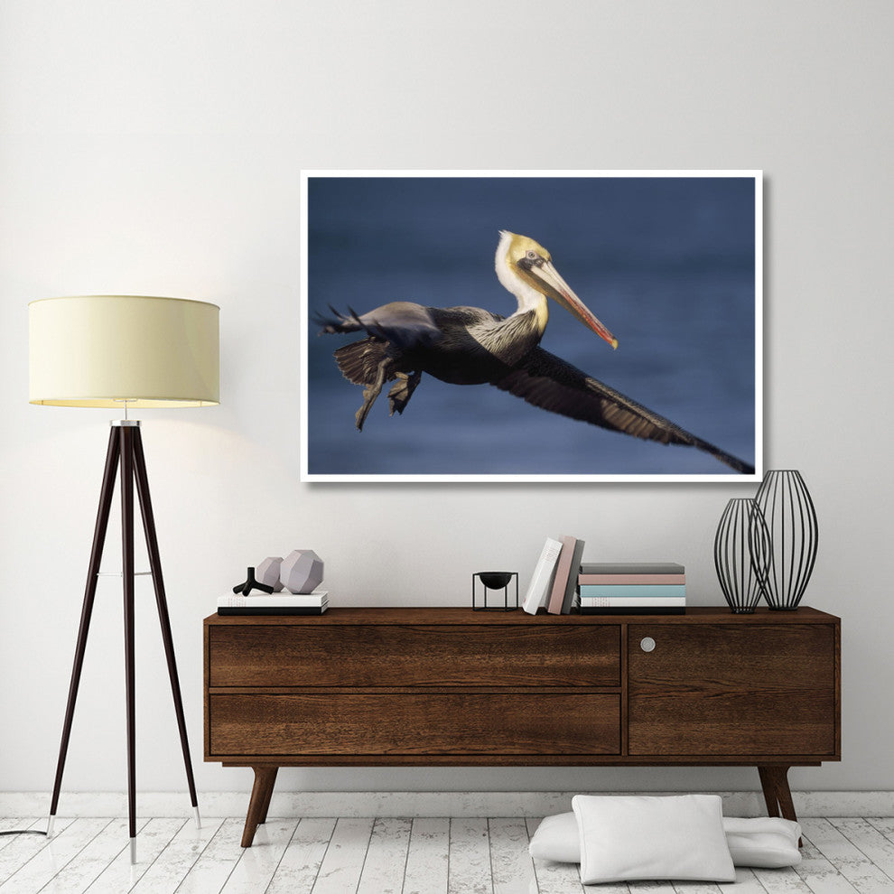 "Brown Pelican flying, California" Print by Tim Fitzharris, 62"x42"