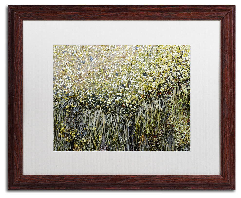 Nicole Dietz 'Barnacles' Matted Framed Art, Wood Frame, White, 20x16