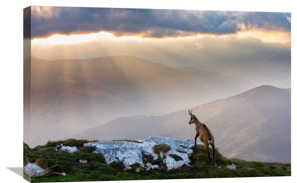 "Chamois In Piatra Craiului Romania" Canvas Giclee by Dan Mirica, 30"x20"