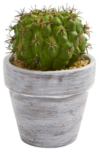 Full white-background shot of the third single-piece cactus in its pot.