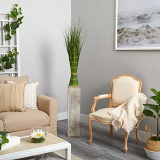 Lifestyle scene with the plant placed in a living room setting; full plant visible and context provided by furniture.