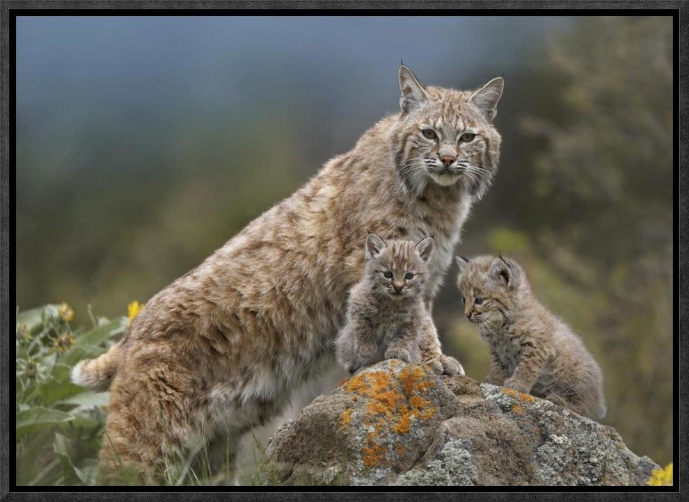 "Bobcat mother and kittens, North America"  by Tim Fitzharris, 17x13"