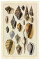 "Shells: Trachelipoda #6" Digital Paper Print by G.B. Sowerby, 34"x50"