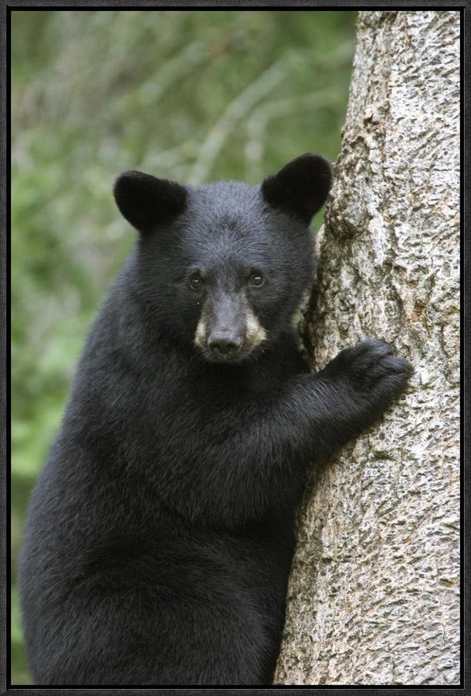 Black Bear Cub In Tree Safe From Danger, Orr, Minnesota, 16"x24"