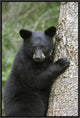 Black Bear Cub In Tree Safe From Danger, Orr, Minnesota, 16"x24"