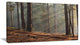 "Rays of Sun in Dense Forest" Photograph Print, 1 Panel, 60"x28"