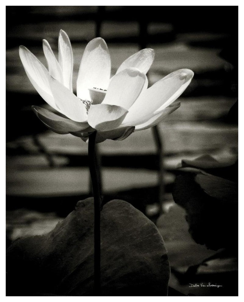 "Lotus Flower VIII" Digital Paper Print by Debra Van Swearingen, 24"x30"