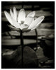 "Lotus Flower VIII" Digital Paper Print by Debra Van Swearingen, 24"x30"
