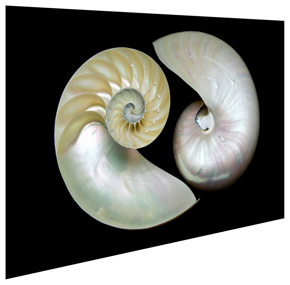 "Caracol" Frameless Free Floating Tempered Art Glass Wall Art 32 x 48"