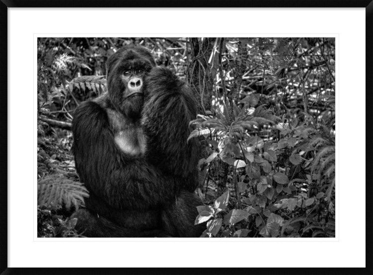 "Kwitonda Silverback" Framed Digital Print by Karen Lunney, 38"x28"