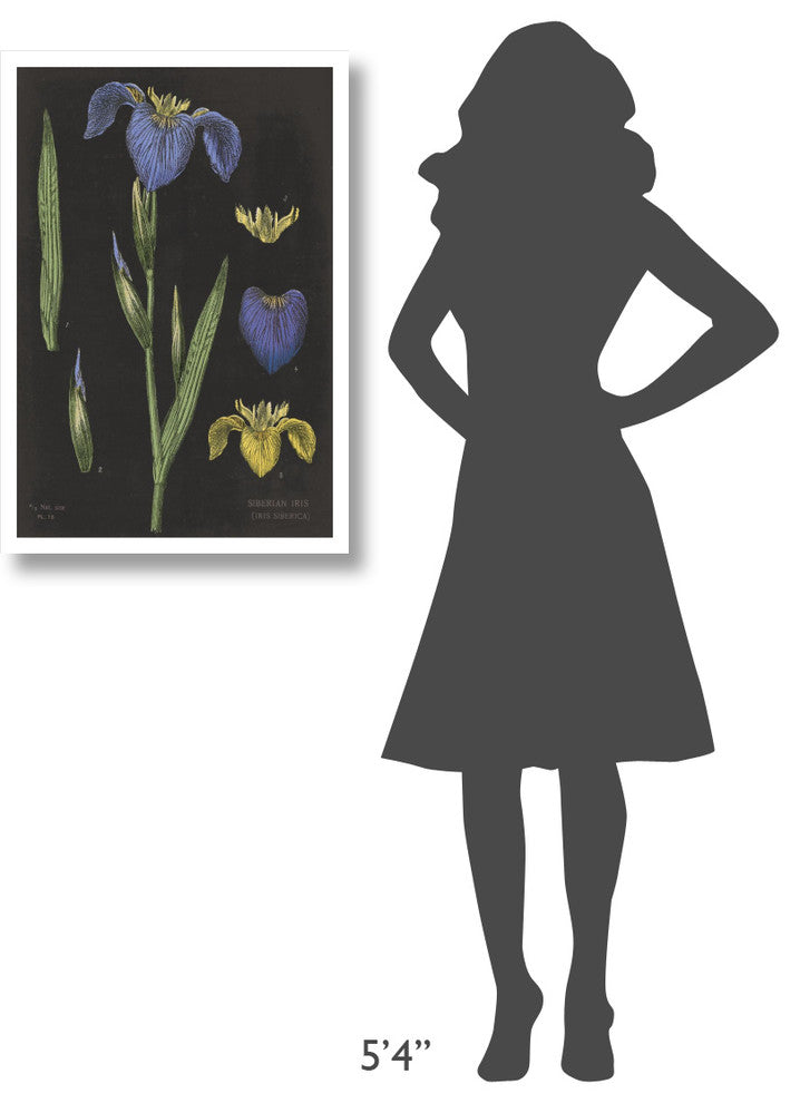 "Iris Chart" Digital Paper Print by Sue Schlabach, 22"x32"