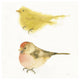 "Watercolor Birds I Sq" Digital Paper Print by Shirley Novak, 42"x42"