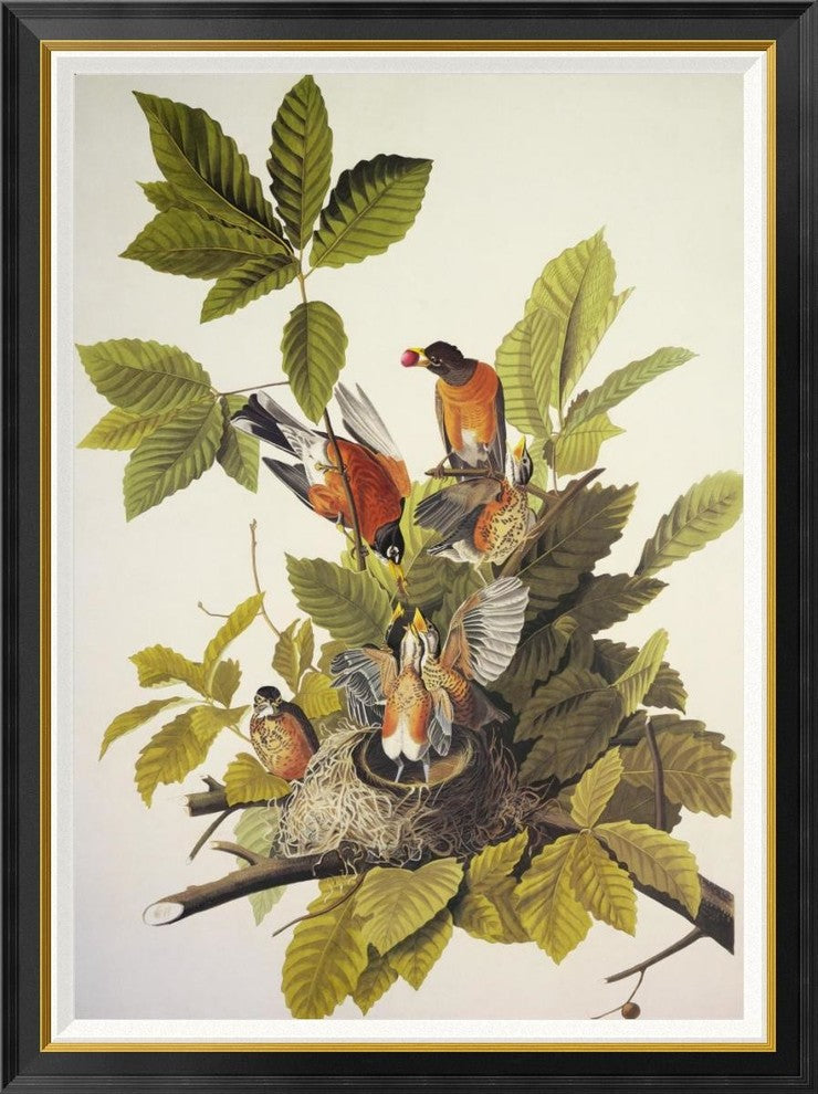 "American Robin" Framed Canvas Giclee by John James Audubon, 35x46"