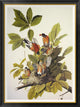 "American Robin" Framed Canvas Giclee by John James Audubon, 35x46"