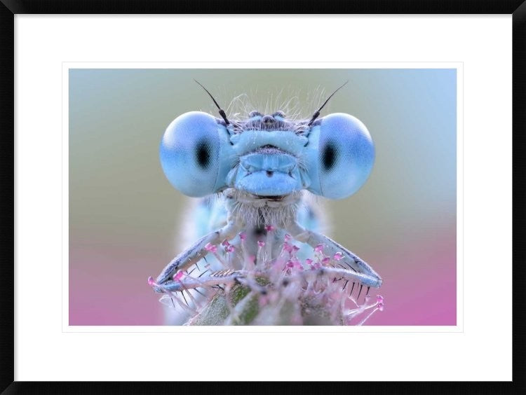 "Damigella" Framed Digital Print by Ghizzi Panizza Alberto, 30x22"