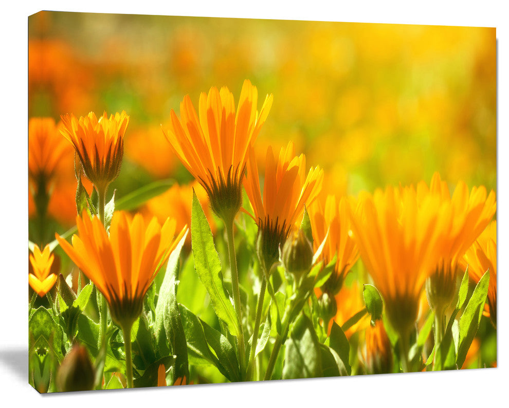 Orange Marigold Flowers in Sunlight, Floral Canvas Art Print, 60"x28"