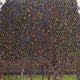 Gustav Klimt Pear Tree Wall Decal