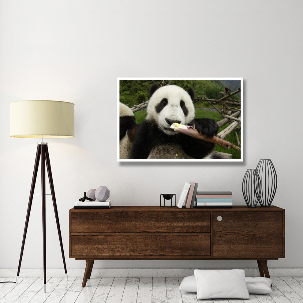 "Young Panda learning to eat bamboo, Wolong Nature Reserve" Paper Art, 50"x34"