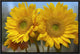 "Common Sunflower flowers, North America"  by Tim Fitzharris, 19x13"