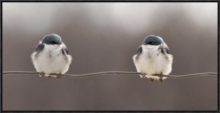 Birds On A Wire, 36"x18"