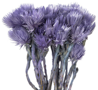 Vickerman Natural Everlasting Flowers, Dried