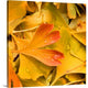 "The Fresh Morning Dew" Wrapped Canvas Art Print, 24"x24"x1.5"