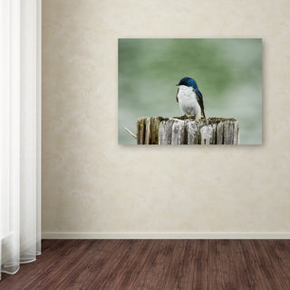 Jai Johnson 'Resting Swallow' Canvas Art, 19 x 14